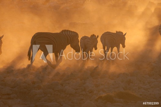 Bild på Zebras walking into a dusty sunset